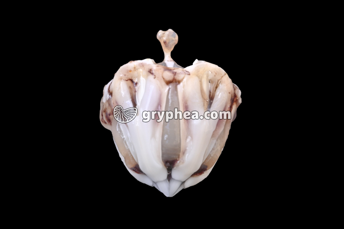 Lanterne d'Aristote entière (Oursin, Psammechinus miliaris) - gryphea.com